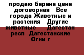 продаю барана цена договорная - Все города Животные и растения » Другие животные   . Дагестан респ.,Дагестанские Огни г.